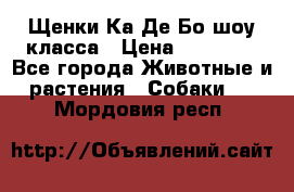 Щенки Ка Де Бо шоу класса › Цена ­ 60 000 - Все города Животные и растения » Собаки   . Мордовия респ.